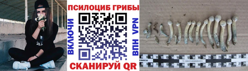 Галлюциногенные грибы мицелий  omg онион  Туринск  продажа наркотиков 